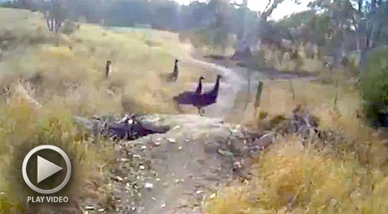 Emu vs MTB - Play Video...