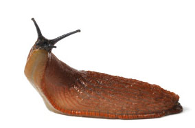 slug - a slow chain