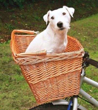 Dog in bike basket