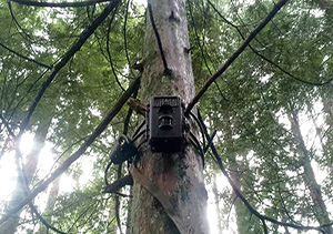 infrared night vision trail camera used to identify Kraal