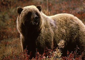 grizzly bear