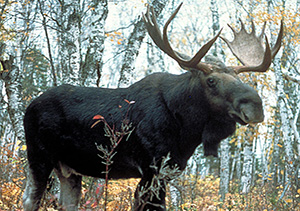 Moose can be EXTREMELY dangerous in the wild.