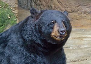 Black Bear