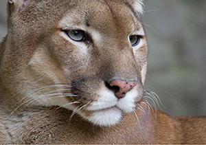 Cougar face