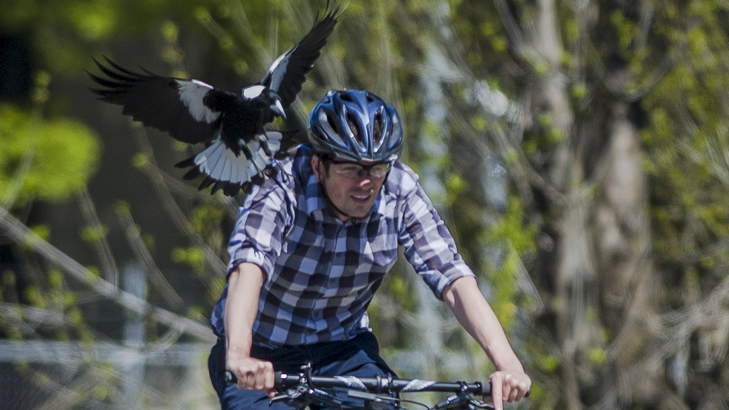 Magpie attacks bike rider