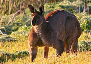 kangaroo