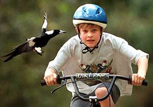 magpie attacking kid on bike