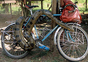 python snake on  bike