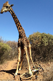 Giraffe destroys bike