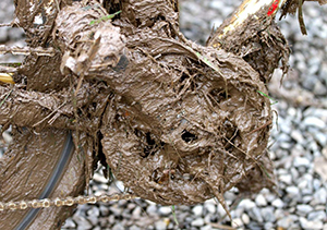 Muddy Bike