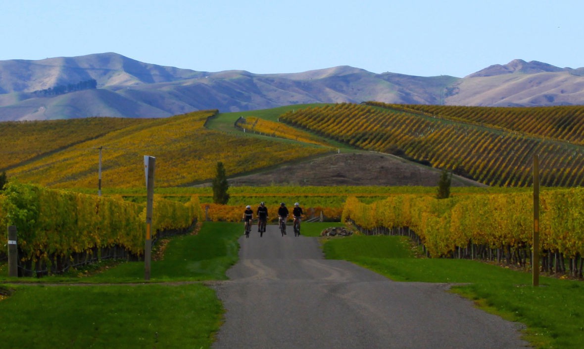 Mosey on through the vineyards of Marlborough on an e-bike Wine trail cycling tour Marlborough, South Island NZ