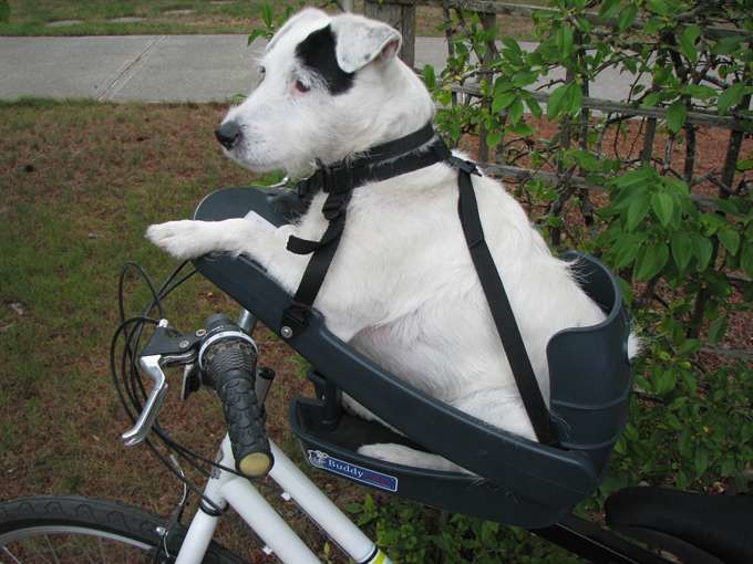 Buddyrider dog best sale